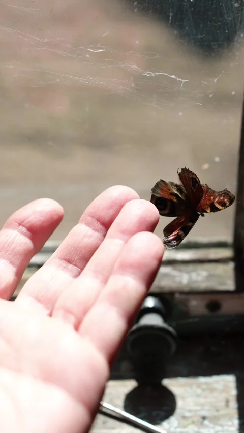 Hand touching dried butterfly in dusty attic, concept of fragile memories. Stock Footage 334187009