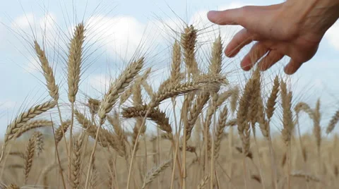 Hand Touching Dry Wheat Ears, Wheat Harvest HD 스톡 동영상 31751003
