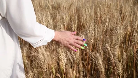 Hand touching ears of wheat Stock Footage 203913160