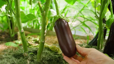 Hand touching eggplant growing on a bed in a greenhouse, close-up Stock Footage 315034137