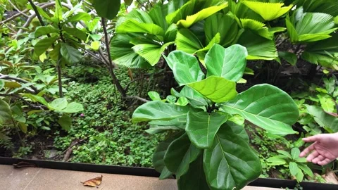 Hand Touching Fiddle Leaf Fig in Tropical Garden Stock Footage 340305461