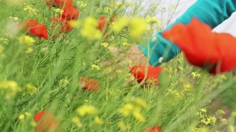 Hand touching flowers in a field Stock Footage 75936665