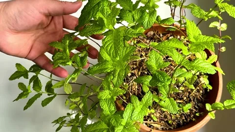 Hand touching fresh mint de plant in pot, organic lifestyle Stock Footage 334075621