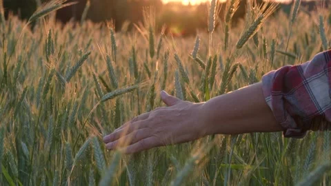 Hand Touching Golden Ears Of Wheat In Rural Field Close Up Stock Footage 280797446