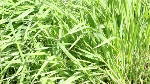 Hand Touching The Grass 스톡 동영상 48837174