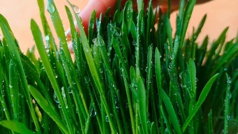 Hand touching grass Stock Footage 104193391