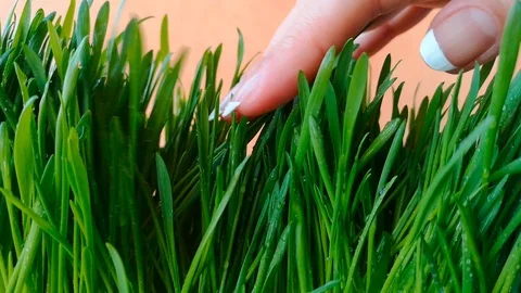 Hand touching grass Stock Footage 104193471