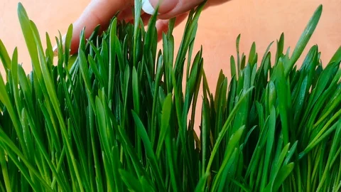 Hand touching grass Stock Footage 104193494