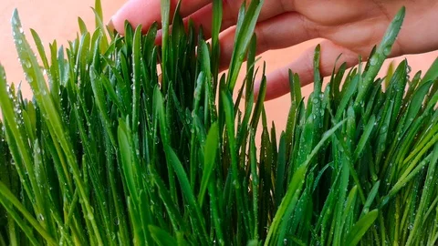 Hand touching grass Stock Footage 104193497