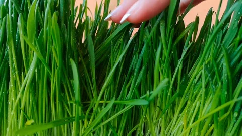 Hand touching grass Stock Footage 104193507