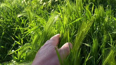 Hand touching grass. Stock Footage 244844860
