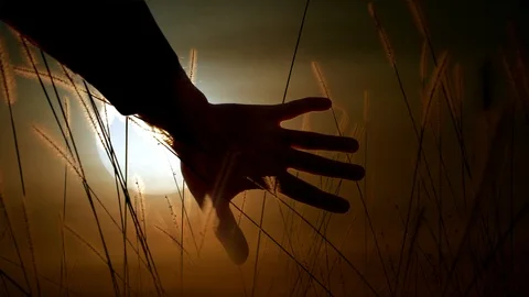 Hand Touching Green Grass Corn Field at Sunset Sky Video stock 88619264