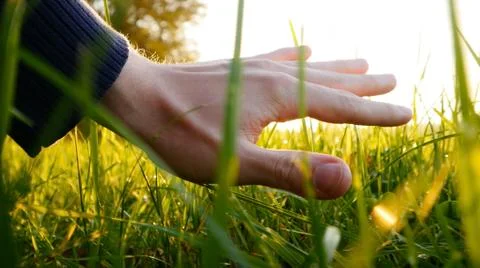 Hand touching green grass field at sunset light. nature environment ecology Stock Photos