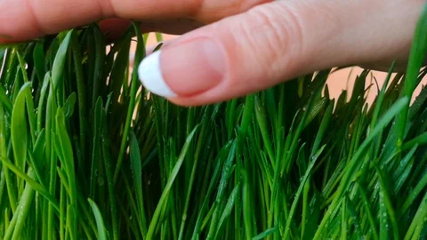 Hand touching green grass Stock Footage 104193479