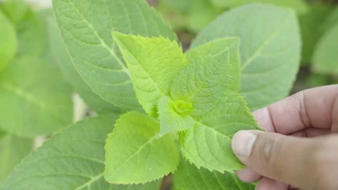 Hand touching green leaf and thinking of nature. Stock Footage 232588457