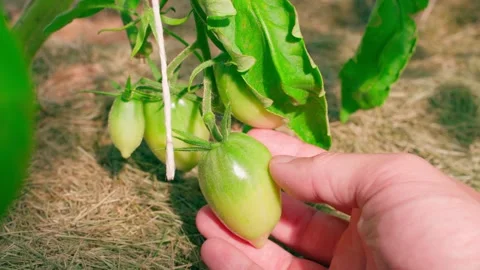 Hand touching green tomatoes in the vegetable garden, close-up Stock Footage 313053865