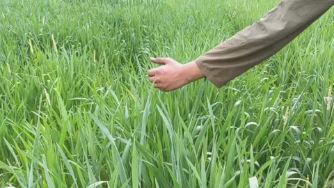 Hand Touching Green Wheat Field in Springtime 库存影片 331765867