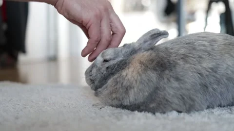 Hand touching grey rabbit. Cute pet bunny on floor indoor. Stock Footage 229156742