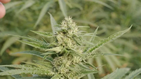 Hand touching Hemp plant in bloom ready to harvest organic farm close up macro Video stock 163832565