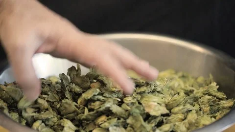 Hand touching hops manufacturing craft beer Stock Footage 75875853