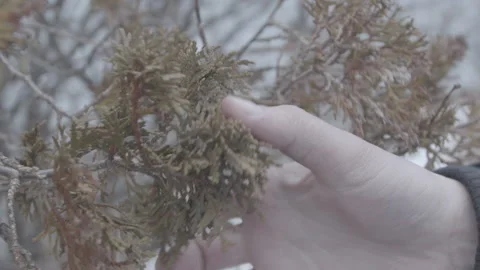 Hand touching juniper Stock Footage 147755310