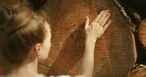 Hand touching large tree stump showing rings in forest on a sunny summer day Stock Footage 306452688