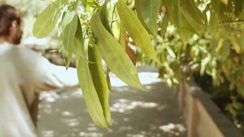 Hand touching leafs Stock Footage 171175676