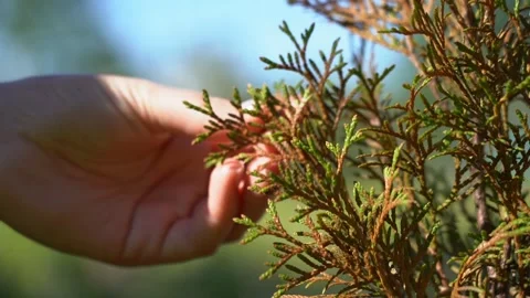 Hand is touching a leafy branch Stock Footage 294412821