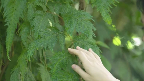 Hand Touching Leaves Video stock 288236974
