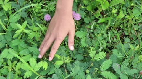 Hand touching leaves of sensitive plant Mimosa Pudica. Stock Footage 234149478