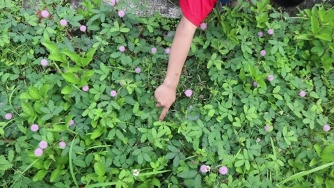Hand touching leaves of sensitive plant Mimosa Pudica. Stock Footage 234149486