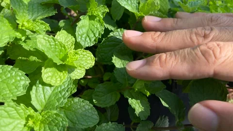 Hand touching lemon balm Stock Footage 266974917