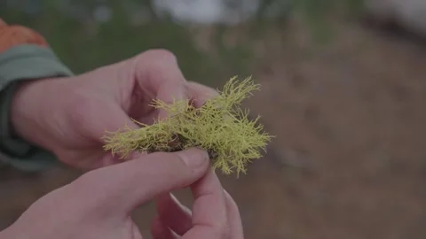 Hand touching lichen Video stock 244768994
