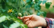Hand Touching Little Green Tomato Stock Footage