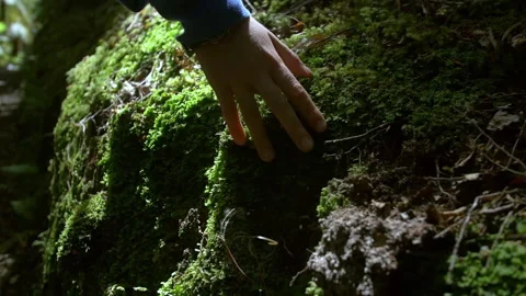 Hand touching moss during hike to Semuc Champey, slow motion Stock Footage 137488122
