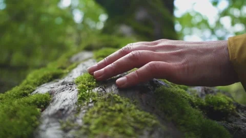 Hand touching moss HD 120fps slow motion Video stock 237827668