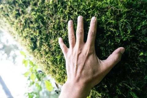 Hand touching moss on a tree in a misty forest Stock Photos