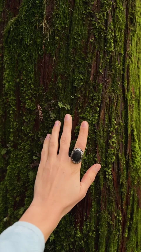 Hand Touching Moss on Tree, Vertical Video Azores Stock Footage 315893759