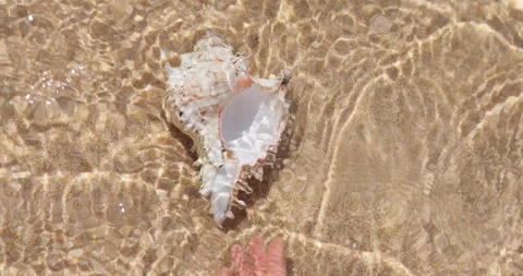 Hand Touching Murex Ramosus Seashell Underwater In Clear Shallows, Top View Stock Footage 345376628