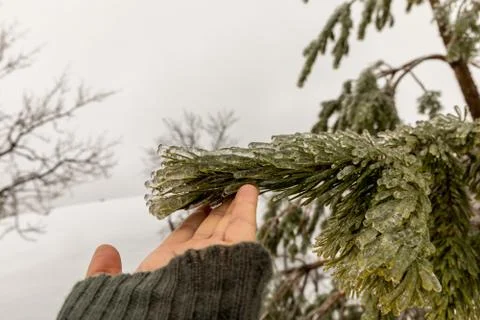 Hand touching the needles on a pine tree frozen during an ice storm. Stock Photos