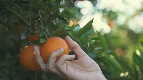 Hand touching orange fruit hanging on tree Stock Footage 181879446