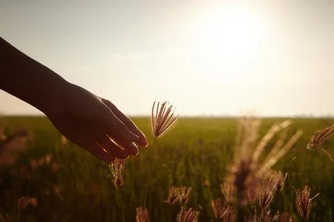 Hand touching paddy rice close up Stock Photos