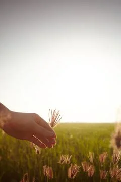 Hand touching paddy rice close up Stock-Fotos