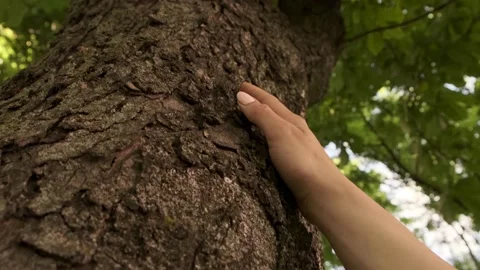 Hand touching palming old bark of tree. Hug trees Stock Footage 132987136