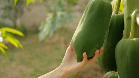 Hand touching papaya fruit Video stock 103239784