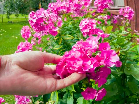 Hand touching phloxes 写真素材