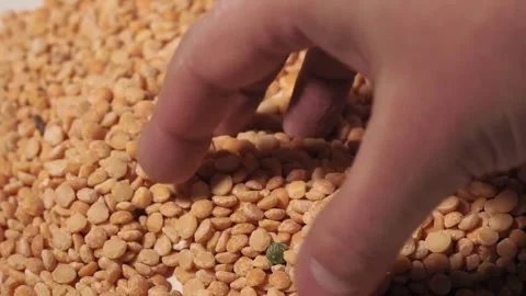 Hand touching a pile of yellow split peas close up shot Stock Footage 310609549