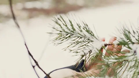 Hand touching pine branch with snow in winter forest Stock Footage 329133635