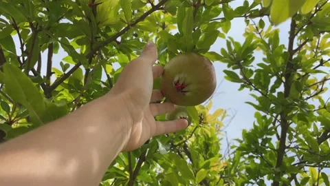 Hand touching pomegranate on the tree Video stock 204834937
