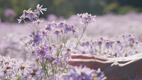 Hand Touching Purple Aster Flowers Stock-Footage 347142136